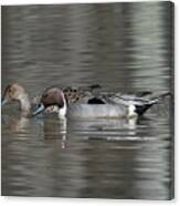 Male And Female Northern Pintails Dwf0217 Canvas Print
