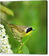 Male Common Yellowthroat Warbler Canvas Print