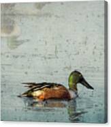 Male Northern Shoveler And Company Canvas Print
