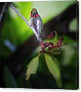 Male Ruby Throated Hummingbird Canvas Print