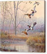 Mallard Ducks Canvas Print
