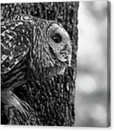 Mama Barred Owl Ready To Fly Away Canvas Print