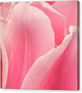 Mantled Blush Canvas Print