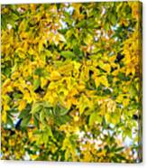 Many Autumn Leaves Canvas Print