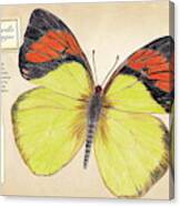 Mariposa Amarilla De Puntas Naranjas Canvas Print