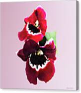 Maroon Miltonia Orchid Canvas Print