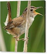 Marsh Wren Canvas Print