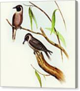 Masked Wood Swallow, Artamus Personates Canvas Print