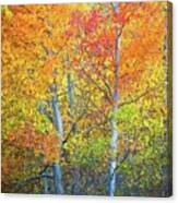 Mcgee Creek Fiery Aspens Canvas Print