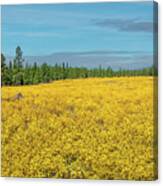 Meadow Of Yellow Wildflowers Canvas Print