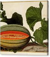 Melon Vine And Fruit O2 Canvas Print