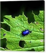 Metallic Blue Leaf Beetle On Green Leaf With Holes Canvas Print