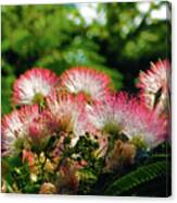 Mimosa Canvas Print