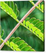 Mimosa Leaves In The Croatan Canvas Print