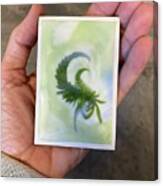 Mini Scorpion Fern Canvas Print