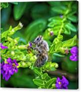 Mining Bee In Mexican Heather Canvas Print