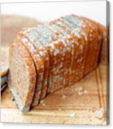 Moldy Loaf Of Bread Canvas Print