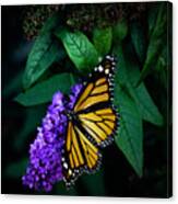 Monarch Butterfly- Art By Linda Woods Canvas Print