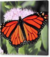 Monarch Butterfly On A Pink Flower Photograph Canvas Print