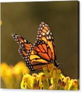 Monarch Butterfly Iii Canvas Print