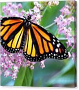 Monarch  Butterfly On Milkweed Canvas Print