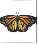 Monarch Butterfly Canvas Print