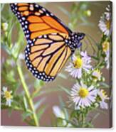 Monarch Butterfly - Wild Aster Canvas Print