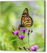 Monarch In A Garden Canvas Print