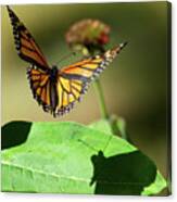 Monarch In Flight With Shadow Canvas Print