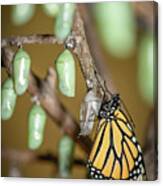 Monarch Rebirth Canvas Print