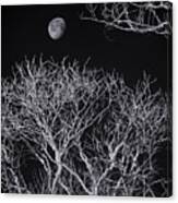 Moon And Bare Trees 6957 Canvas Print