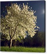 Moonlit Blooming Tree Canvas Print