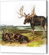 Moose Deer Canvas Print