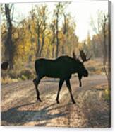 Moose In The Road Canvas Print