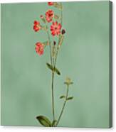 Morocco Catchfly Flower On Misty Green With Dry Brush Effect Canvas Print
