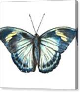 Morpho Butterfly Canvas Print
