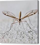 Mosquito Canvas Print