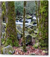 Moss Covered Trees Canvas Print