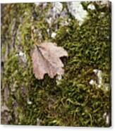 Moss Leaf Canvas Print