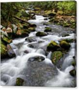 Moss On Middle Prong 1 Canvas Print