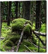 Mossy Rock Canvas Print