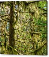 Mossy Tree, Cathedral Grove, Vancouver Island Canvas Print