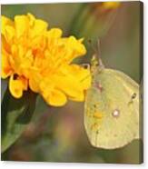 Moth On Marigold Canvas Print
