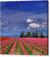 Mount Vernon Tulips Canvas Print