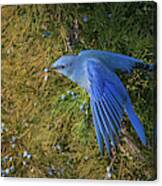 Mountain Bluebird 1 Canvas Print