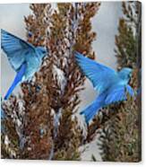 Mountain Bluebird 3 Canvas Print