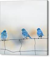 Mountain Bluebirds 5 Canvas Print