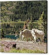 Mountain Goat Pair In Glacier National Park Canvas Print