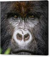 Mountain Gorilla Portrait Canvas Print