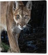 Mountain Lion Closeup Canvas Print